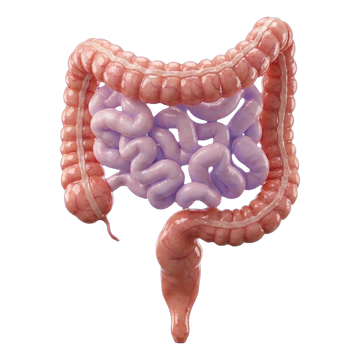 Ícono 3D: Colon y recto